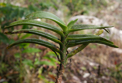 Cyrtorchis arcuata arcuata