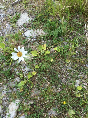 oxeye daisy