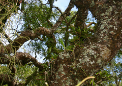 Cyrtorchis arcuata arcuata