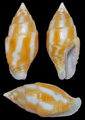Pyrene flava