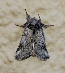 Astiptodonta aonides