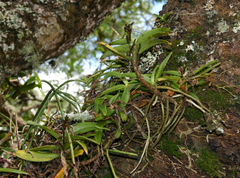 Cyrtorchis arcuata arcuata