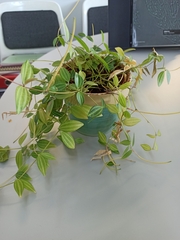 Peperomia quadrangularis