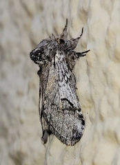 Astiptodonta aonides