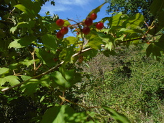 Viburnum opulus