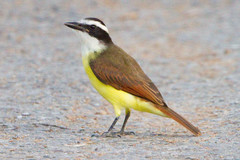 Pitangus sulphuratus