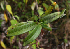 Cyrtorchis arcuata arcuata