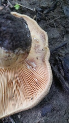 Lactarius uvidus