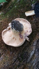 Lactarius uvidus