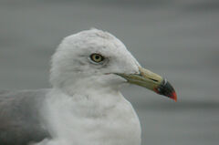 Larus crassirostris