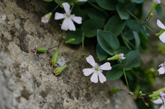 Petrocoptis pyrenaica