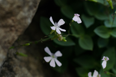 Petrocoptis pyrenaica