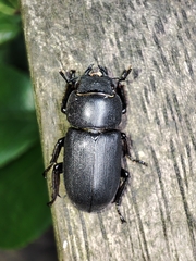 Dorcus parallelipipedus