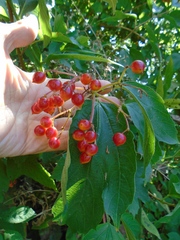 Viburnum opulus