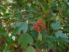 Viburnum opulus