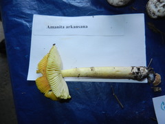 Amanita arkansana