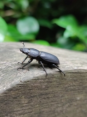Dorcus parallelipipedus