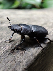 Dorcus parallelipipedus