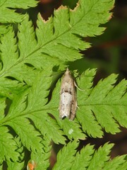Epinotia brunnichana