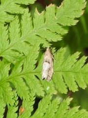 Epinotia brunnichana