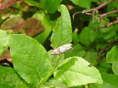 Epinotia brunnichana