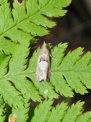 Epinotia brunnichana