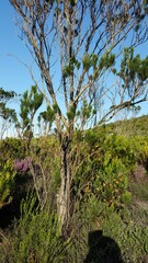 Psoraleeae