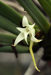 Cyrtorchis arcuata arcuata