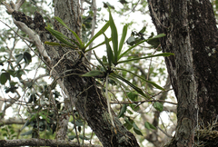 Cyrtorchis arcuata arcuata