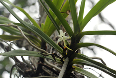 Cyrtorchis arcuata arcuata