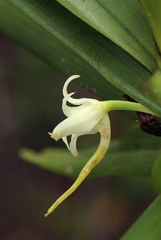 Cyrtorchis arcuata arcuata