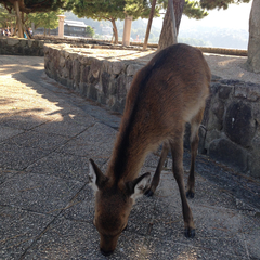 Cervus nippon