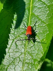 Stictoleptura canadensis