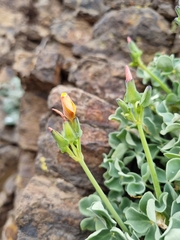 Oxalis megalorrhiza