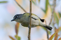 Vireo solitarius