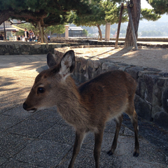 Cervus nippon