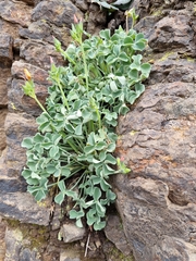 Oxalis megalorrhiza