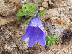 Campanula lasiocarpa