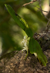 Cyrtorchis arcuata arcuata