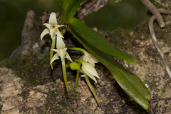 Cyrtorchis arcuata arcuata