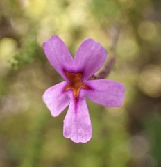 Jamesbrittenia calciphila