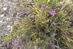 Jamesbrittenia calciphila