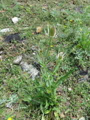Dipsacus fullonum