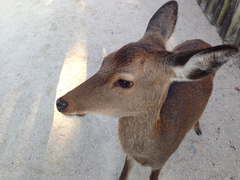 Cervus nippon