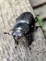 Dorcus parallelipipedus