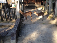 Cervus nippon