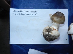 Amanita brunnescens image