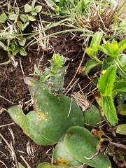 Ledebouria ovatifolia