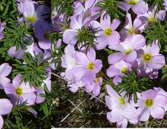 Oxalis hirta