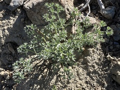 Lomatium cuspidatum